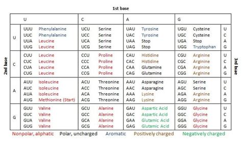 Genetic Code - Definition, Function, Types and Quiz | Biology Dictionary