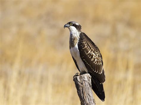 Osprey Bird Facts (Pandion haliaetus) | Bird Fact