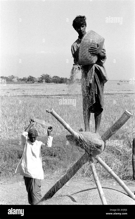 Winnowing rice Black and White Stock Photos & Images - Alamy