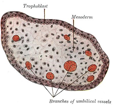 Fertilization and Embryology - Chorionic villus (labels) - histology ...