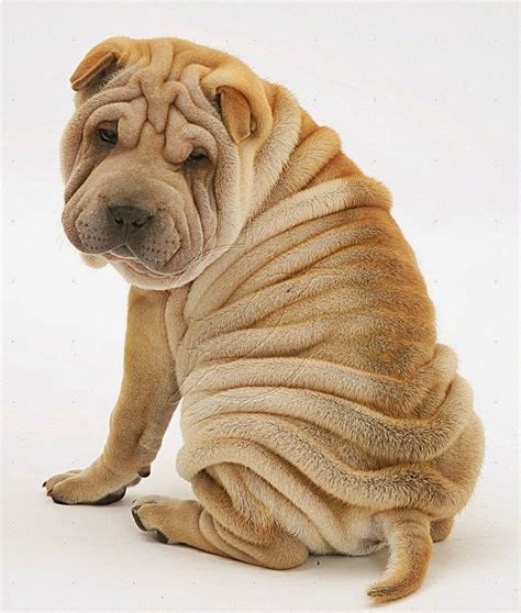 Why Are Shar Peis So Wrinkly