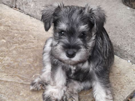 Rules of the Jungle: Mini schnauzer puppies