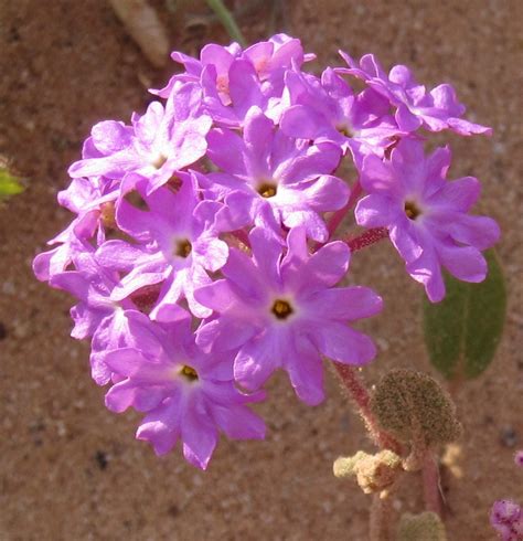 Cannundrums: Desert Sand Verbena