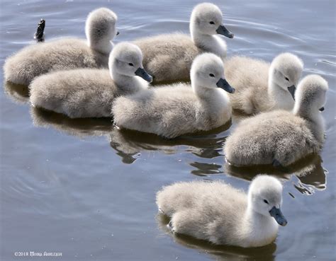 Mute Swan