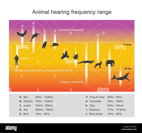 What Is A Dogs Hearing Range