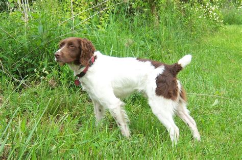 Brittany Puppies for Sale - Warriors Mark Wingshooting Lodge and Kennels