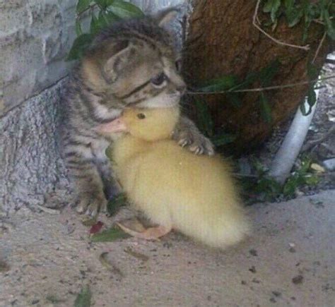 Create comics meme "duckling kitten hug, the cute animals, cute animals" - Comics - Meme-arsenal.com