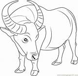 Buffalo Coloring Page For Kids  Free Printable Pages sketch template