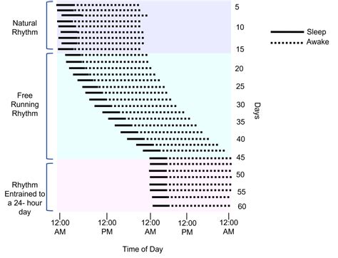 Circadian Rhythms – Introduction to Neuroscience