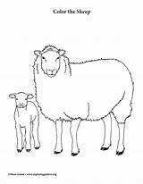 Sheep Coloring Page sketch template