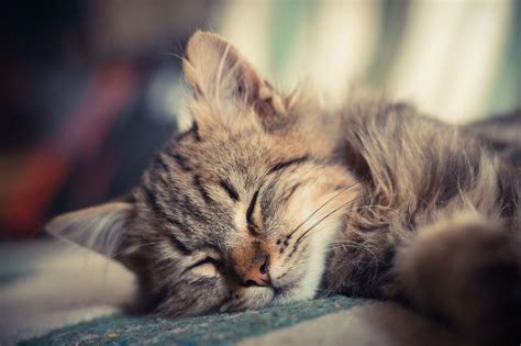 Sleeping Cat Wallpapers - Top Free Sleeping Cat Backgrounds ...