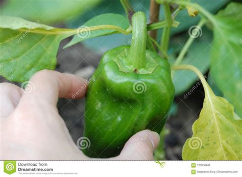 Harvesting an Organic Bell Pepper Stock Image - Image of outdoors ...