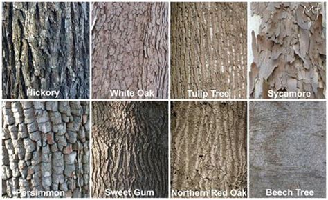 Tree Bark Identification Chart