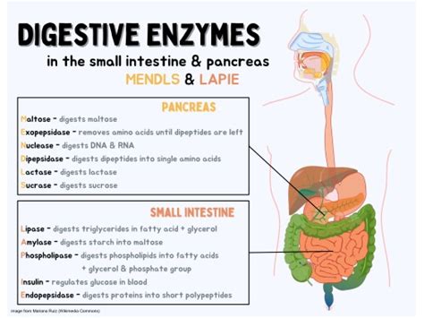 What is the Difference Between Proteolytic Enzymes and Digestive ...