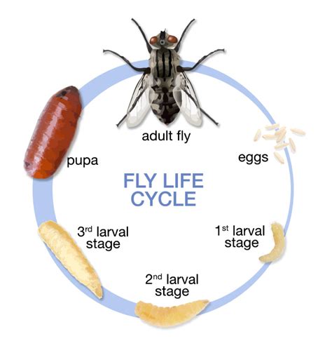 Fly Identification - Types of Flies - House Fly Anatomy & Life Cycle