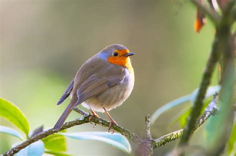 Comptage des oiseaux des jardins