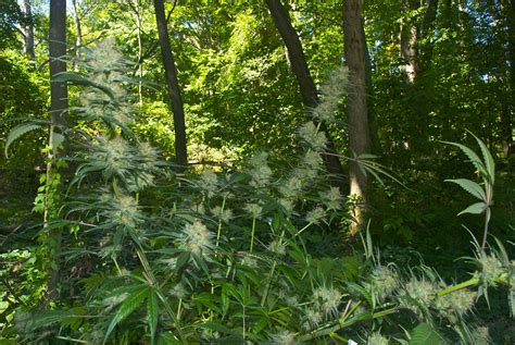 Outdoor Marijuana Growing: Time to Start Planning - Big Buds Magazine