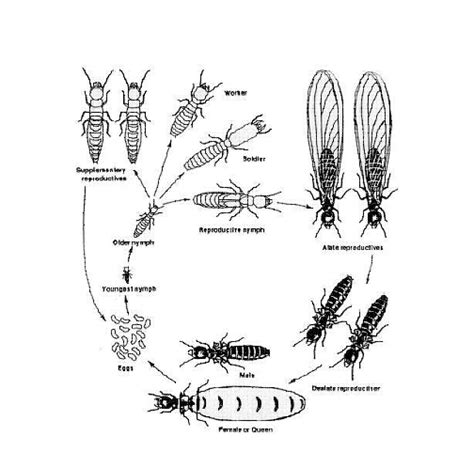 Termite Life Cycle Diagram