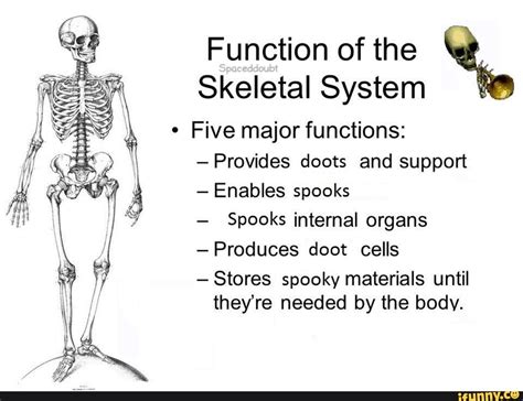 50 best ideas for coloring | Skeletal System Functions