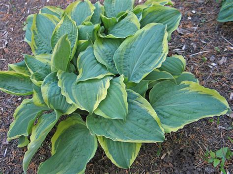 Hostas by Type – NH Hostas