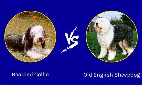 Bearded Collie vs Old English Sheepdog: Key Differences Explained - A-Z ...