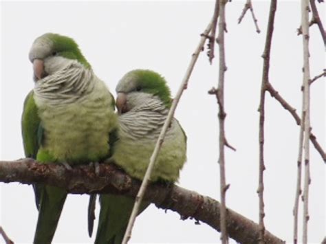 Piedmont Birding : Parakeets Nesting in North Carolina?