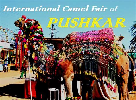 Pushkar Camel fair; complete travel Guide with Pictures I Rajasthan Fest