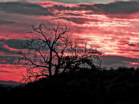 Oak tree,tree,silhouetted,silhouette,sunset - free image from needpix.com