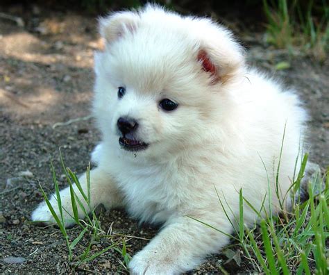 The White Half Pomeranian Half Poodle Puppy #2 at my Brother's House Reno, Nevada - a photo on ...