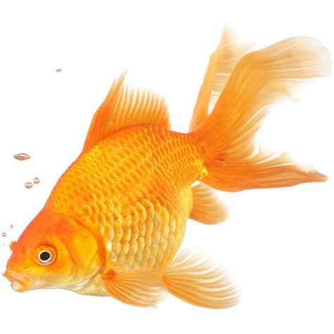 Goldfish: Characteristics, habitats, types and more...