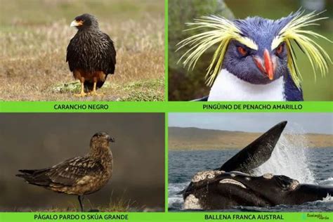 Flora y Fauna de las Islas Malvinas - Nombres, FOTOS y VÍDEO Fauna, Bird, Animals, Random ...