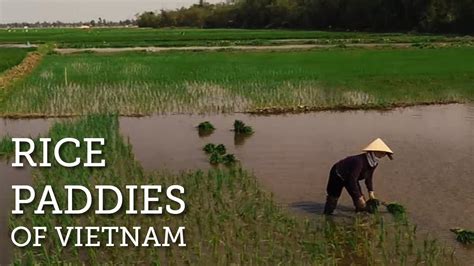 Stunning Rice Paddies of Vietnam - YouTube