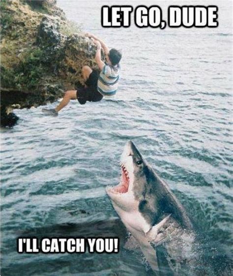 Shark will Catch You - 1Funny.com