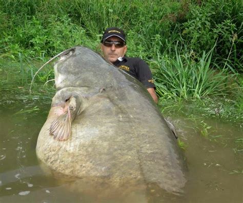 International Fishing News: ITALY: caught on lure a 265 lb catfish wels