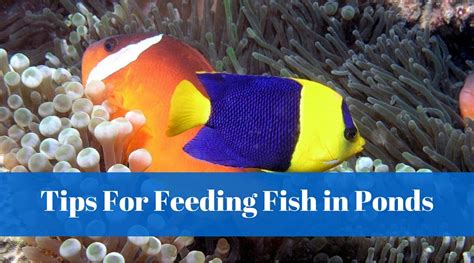 Tips For Feeding Fish In Ponds | WorldWide Aquaculture