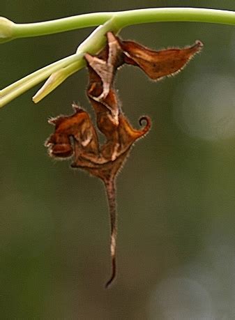 5 Awesome Examples of Caterpillar Camouflage