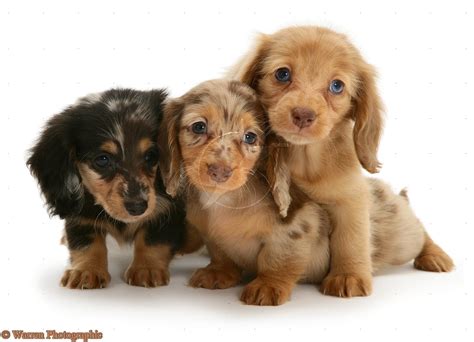 Cute Puppy Dogs: long haired miniature dachshund puppies