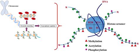 Histone Methylation Gene Expression