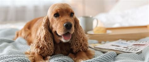 9 Top Cocker Spaniel Haircuts | TrustedHousesitters.com