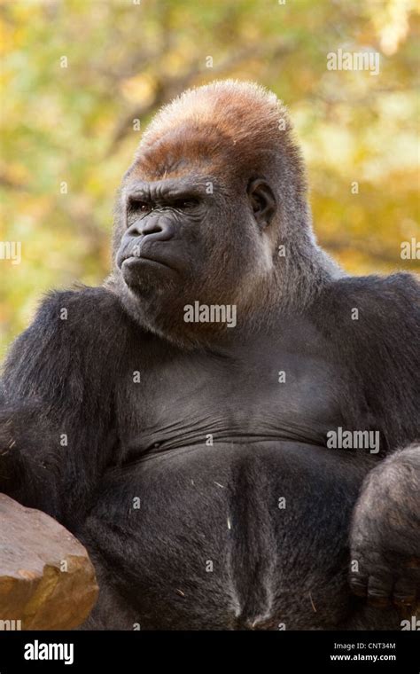 Ape Gorilla Primate Stock Photo - Alamy