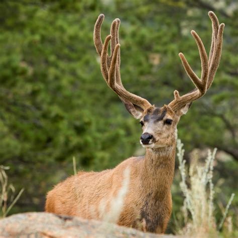 Connected Corridors: The Upper Rio Grande Wildlife Initiative