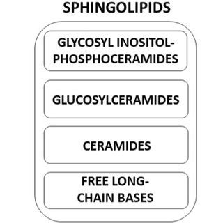 (PDF) Lipids Composition in Plant Membranes