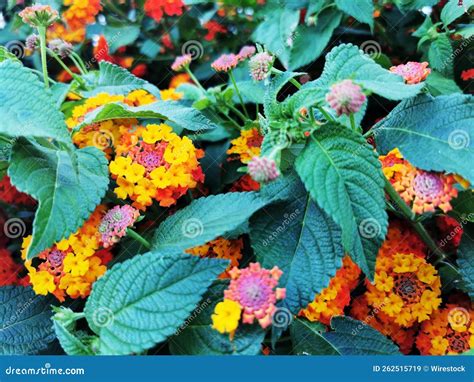 Blooming Flowers of Lantana Camara on the Shrub Stock Image - Image of ...