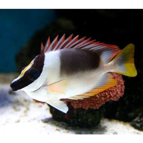 Magnifieke vossekop (Siganus magnificus) Konijnvissen zijn grazers in het aquarium. Ze worden ...