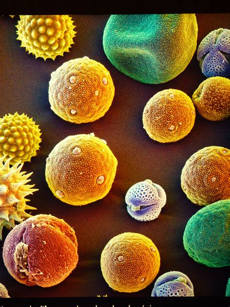 Different kinds of pollen