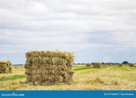 Grass Compacted in Silage Bales in Agricultural Field and a Sky with White Clouds Stock Photo ...