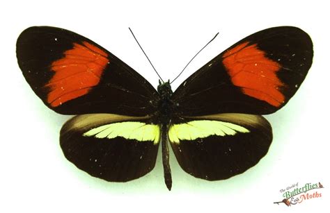 Heliconius melpomene Postman PERU - World of Butterflies and Moths