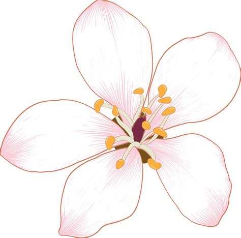 Botanical drawing with Cherry blossom flower. 19859204 PNG