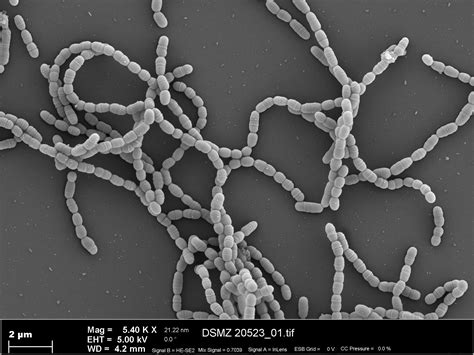 Streptococcus Mutans