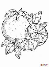 Citrus Fruits Coloring Pages Printable For Free Download sketch template